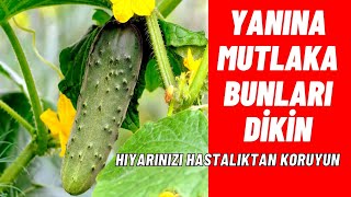 HIYAR YANINA MUTLAKA DİKİN I mercanköşk kekik latin çiçeği hıyarbakımı [upl. by Hildick]