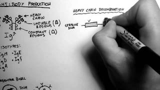 BCells 2  Antibody Production and Recombination [upl. by Ofori665]