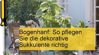 Bogenhanf Gießen düngen vermehren [upl. by Pownall]