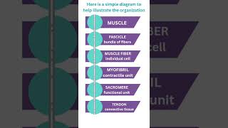 The Building Blocks of Muscle Muscle Fibers and Myofibrils shorts youtubeshorts youtube mucles [upl. by Guod]