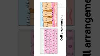 Types of cell and cell arrangement kids kidssong nurseryrhymes biology shorts trending biolog [upl. by Lrem314]