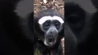 Gibbon Call Sound [upl. by Kavanaugh]