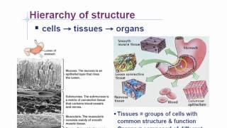 Animal Phyla Characteristics Part 1 [upl. by Hewett322]