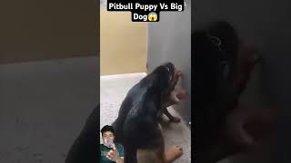 Pitbull puppy with gsd dog real fight shorts fight trending viral [upl. by Gillman631]