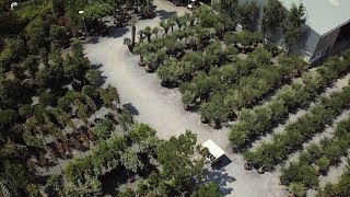 Olijfboom Specialist  Mediterrane bomen vertrouwd dichtbij  Moodfilm 2018 [upl. by Airdnola25]