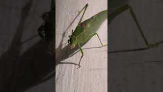 katydidkatydidn’t the sound of a summer night created by a katydid rubbing its wings together [upl. by Bettencourt]