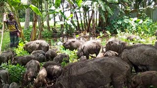 😲😲 pig grazing in local village mud pig video bangla most amazing pig pets [upl. by Helgeson]