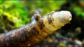 MICROFAUNA in ACQUARIO DOLCE Vermi Insetti e Larve [upl. by Asyl]