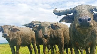 How to call wild buffalo and herd fat buffalo video buffalo [upl. by Lybis292]