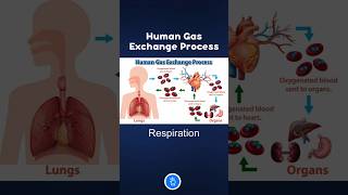 Human Gas Exchange Process  Respiration neet neetbiology [upl. by Nylzzaj440]