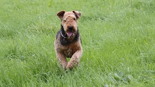 Dock Diving with an Airedale Terrier Training Tips amp Tricks [upl. by Appolonia497]