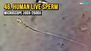 46 Human Live Sperm Microscope 100x2500x [upl. by Trefor]