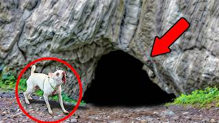 UN CHIEN NARRÊTAIT PAS DABOYER DANS LA CAVERNE JUSQUÀ CE QUE SON MAÎTRE ENTRE ET DÉCOUVRE [upl. by Lanfri]