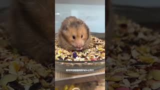 cute hamster 個位數鼠糧真的太香啦金絲熊 倉鼠 今日份小可愛已上線 萌寵出道計劃 可愛到爆炸31 [upl. by Liddle]