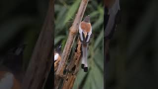 rufous treepie viralvideo viralshort viralshorts wildlife trending trend trendingshorts [upl. by Ubana]