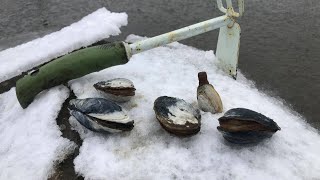 How to find SOFT CLAMS Steamer Clams on Long Island [upl. by Nireves881]