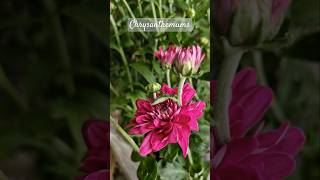 Added New Chrysanthemums to my collection chrysanthemum guldaudi flowers music shorts nature [upl. by Etnoek]