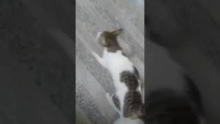 dance funny humorVF BebskiesChannel comedy share cat cute like support trending shorts🥰 [upl. by Snowman]