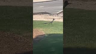 Roadrunner amp Coyote Top Speeds  My Childhood was a Big Fat Lie [upl. by Sissy]