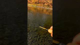 Brodhead Creek Trout Fishing Short Fishing Outdoors [upl. by Ralyks]