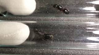 Mystery Camponotus vs C modoc C laevigatus C vicinus and C quercicola [upl. by Purington]