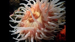 Facts The Sea Anemone [upl. by Nynnahs]