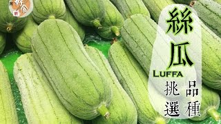 【夏】絲瓜的挑選方法 │台灣好食曆 [upl. by Nnanaej]