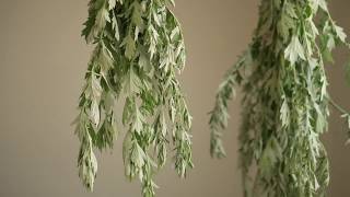 Mugwort  A Wild Edible Medicinal and Magical Herb [upl. by Orecul]