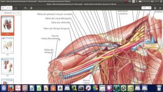 Anatomia y correlaciones clinicas del nervio mediano [upl. by Yalhsa]