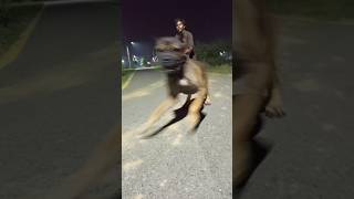 🤯Cane Corso Attack😱😳 dog doglovers shorts [upl. by Heather]