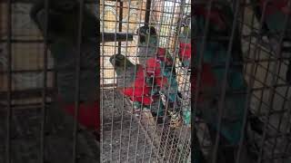 🦜Bird   Crimson Bellied Conure Fully Tamed [upl. by Enomor]