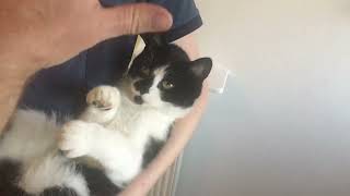 Cat Rips Hand Off Owner cutecat [upl. by Inalan769]