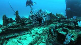 Diving Taprobane East Wreck Colombo Sri Lanka [upl. by Atal510]