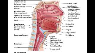 Chapter 22 Respiratory System Part1 [upl. by Llertnad]