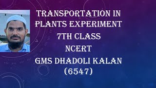 Transportation in Plants Experiments GMS DHADOLI KALAN [upl. by Xuaeb691]