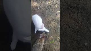 😱🐇Rabbit குட்டி⁉️ பொடுமா இல்லை யா💥🤯⁉️trending petscorner rabbit rabbitfarming rabbite rabbits [upl. by Fannie618]