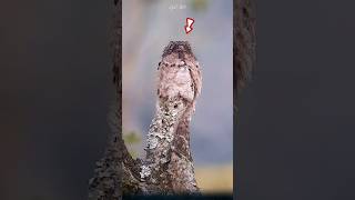 The Potoo Bird Master of Camouflage in Nature potoo birds animals [upl. by Htiekal]