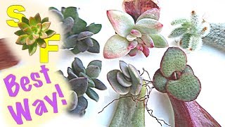 How to Propagate Succulents Based on Experiment Unexpected Results [upl. by Rance]