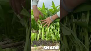 Harvest spinach at home [upl. by Bamford]