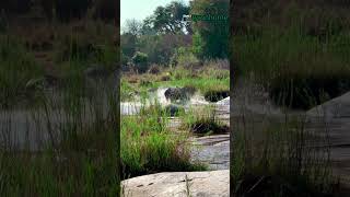 Two Rhinos fight for mating rights wildlife animals [upl. by Caputo529]