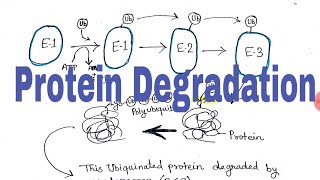 Protein Degradation Ubiquitin mediated hindi [upl. by Noyk]