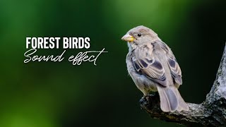 bird sound effect morning copyright free forest  no copyright stuff [upl. by Jenei]