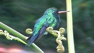 Beijaflor BESOURINHODEBICOVERMELHO Chlorostilbon lucidus  Hummingbird [upl. by Nonnerb]