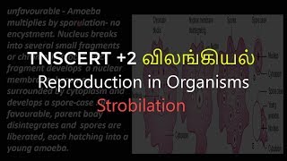 5Zoology  Reproduction in Organisms  Strobilation [upl. by Sheley]