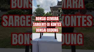 BONSAI CEMARA SARGENTI KEREN bonsai pesonabonsaibadung bonsaitree kontesbonsai bonsaiindonesia [upl. by Anailli113]