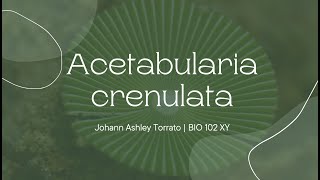 Acetabularia crenulata [upl. by Yulma]