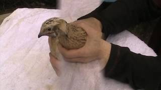 Different Coturnix Quail [upl. by Eimak]