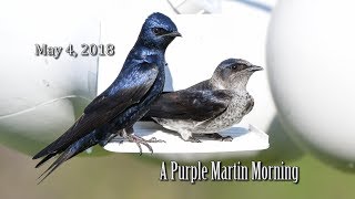 A Purple Martin Morning [upl. by Ailerua]