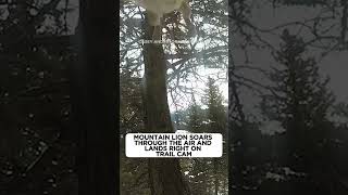 Mountain lion soars through the air and lands right on trail cam [upl. by Shumway]