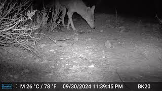 Desert Trail Coyotes  Arizona Trail Cam [upl. by Enattirb126]